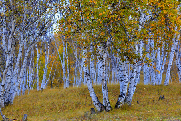 k8����(�й�)����Ӯ�ҡ�һ������